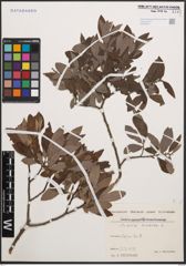 Foto von Salix cinerea L.